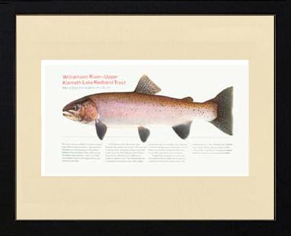 Upper Klamath Lake Redband | Matted Tomelleri Trout Fish Print