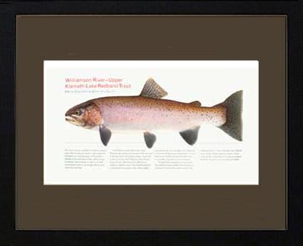 Upper Klamath Lake Redband | Matted Tomelleri Trout Fish Print