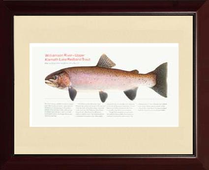 Upper Klamath Lake Redband | Matted Tomelleri Trout Fish Print