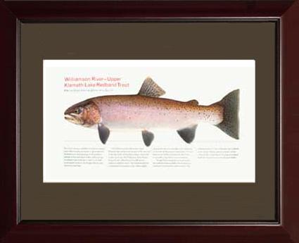 Upper Klamath Lake Redband | Matted Tomelleri Trout Fish Print