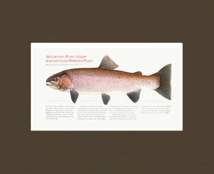 Upper Klamath Lake Redband | Matted Tomelleri Trout Fish Print