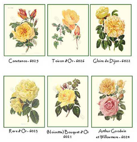 Yellow Roses | Vintage Botanical Note Card Set
