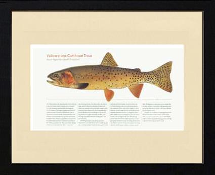 Yellow Stone Cutthroat Trout | Matted Tomelleri Trout Fish Print