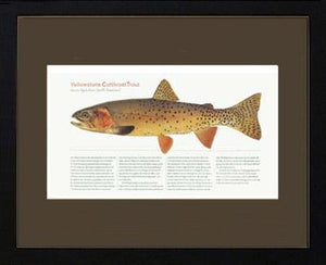 Yellow Stone Cutthroat Trout
