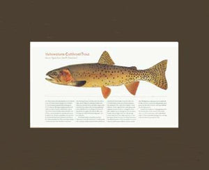 Yellow Stone Cutthroat Trout