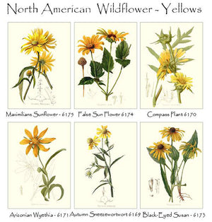 Yellow Wildflower Flower Note Card Set