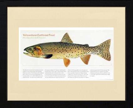 Yellowstone Cutthroat Trout | Matted Tomelleri Trout Fish Print