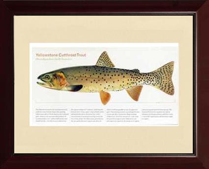 Yellowstone Cutthroat Trout | Matted Tomelleri Trout Fish Print