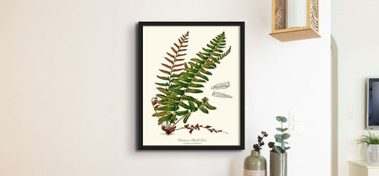 Christmas Fern - Charting Nature