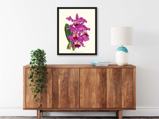 Cattleya Orchid - Charting Nature