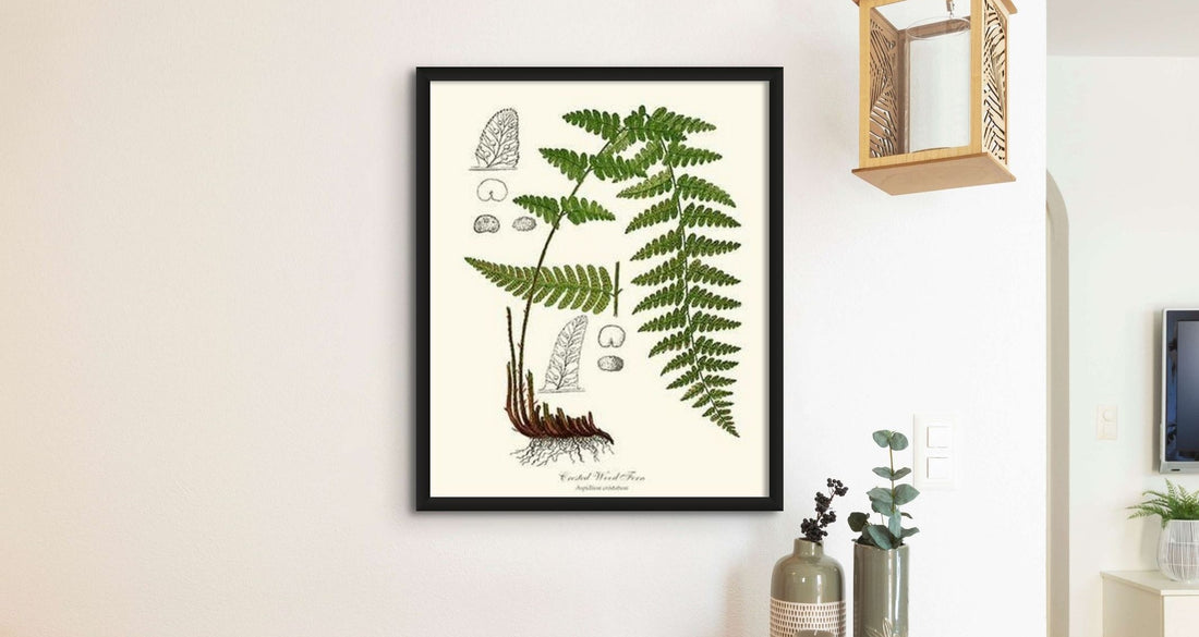 Crested Wood Fern - Charting Nature