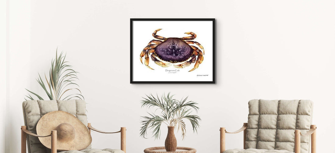 Dungeness Crab - Charting Nature