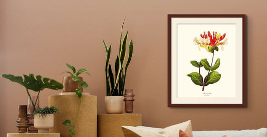 Honeysuckle - Charting Nature