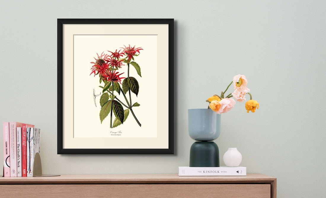 Oswego Tea (Beebalm): Beautiful and Useful - Charting Nature