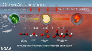 Ocean Acidification