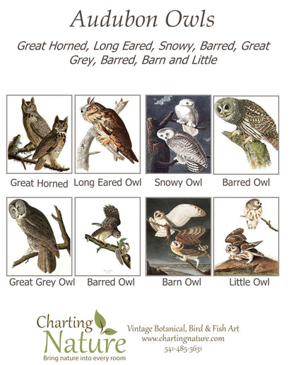 Audbon Owl Note Cards - Charting Nature