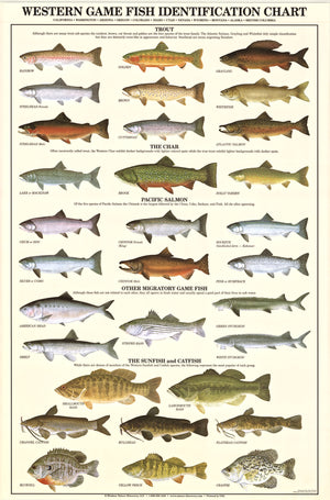 Western Gamefish Poster & Identification Chart. Sport Fisherman Wall Art