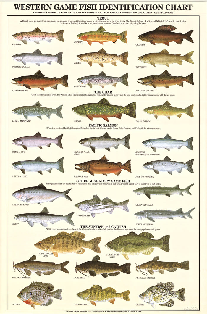 Western Gamefish Poster & Identification Chart