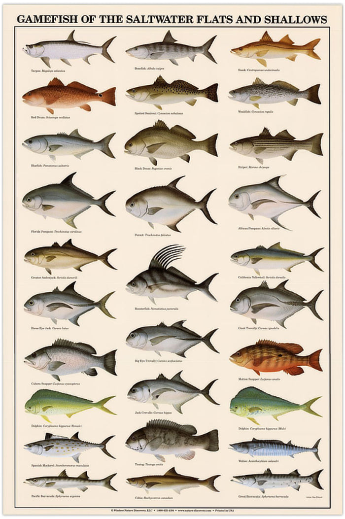 Gamefish Poster Identification Chart, Saltwater Flats and Shallows