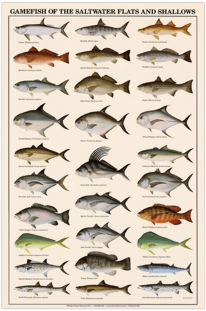 Saltwater Flats and Shallows Fish Poster and Identification Chart