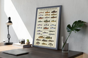 Saltwater Flats and Shallows Fish Poster and Identification Chart