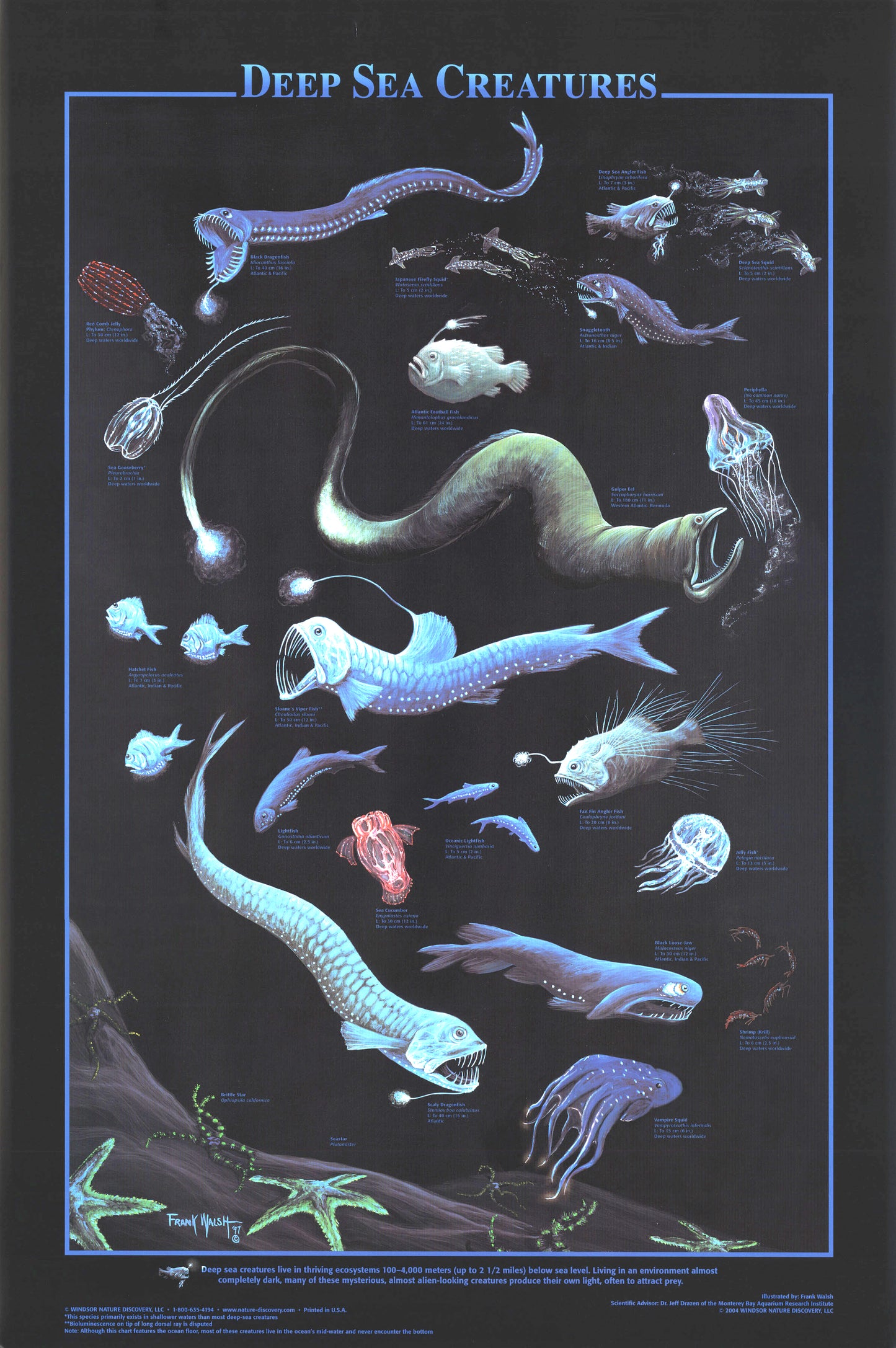 Deep Sea Creatures
