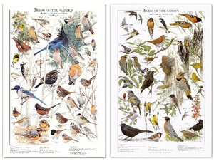 Backyard Garden Bird 12"x18" Charts.  Western and Summer Species Identification Posters- Charting Nature