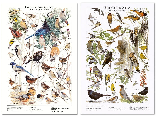 Backyard Bird Chart and Poster Set.   Western Garden Bird Species Identification