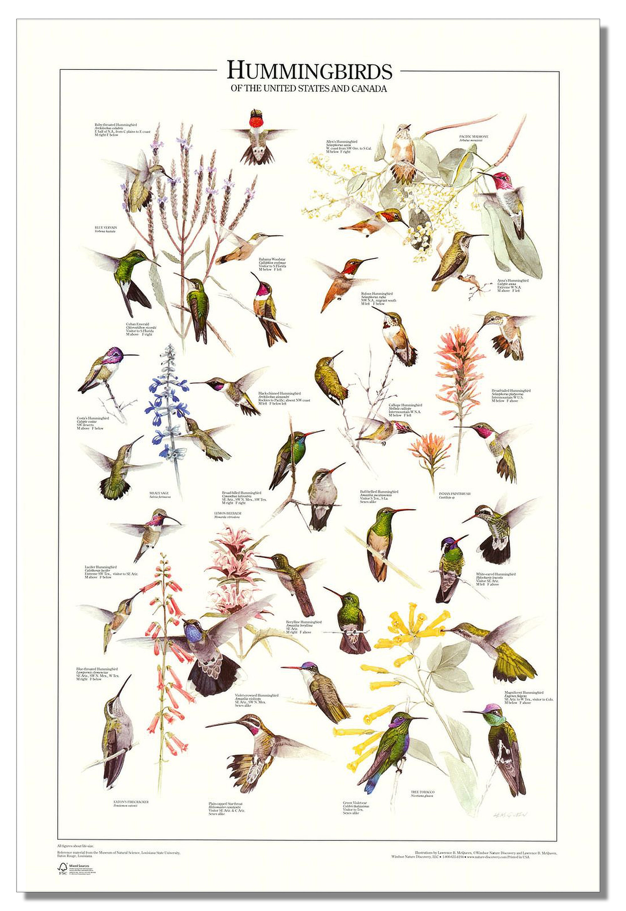 Fish, Bird, Botanical Wall Art | Posters & Prints – Charting Nature