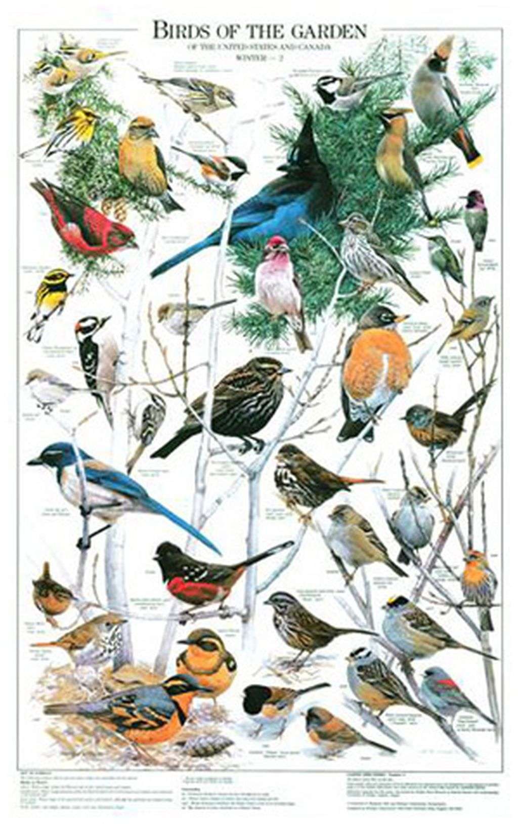 Backyard Bird Chart and Poster Set.   Western Garden Bird Species Identification