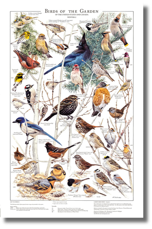 Backyard Garden Bird Posters- Western Species