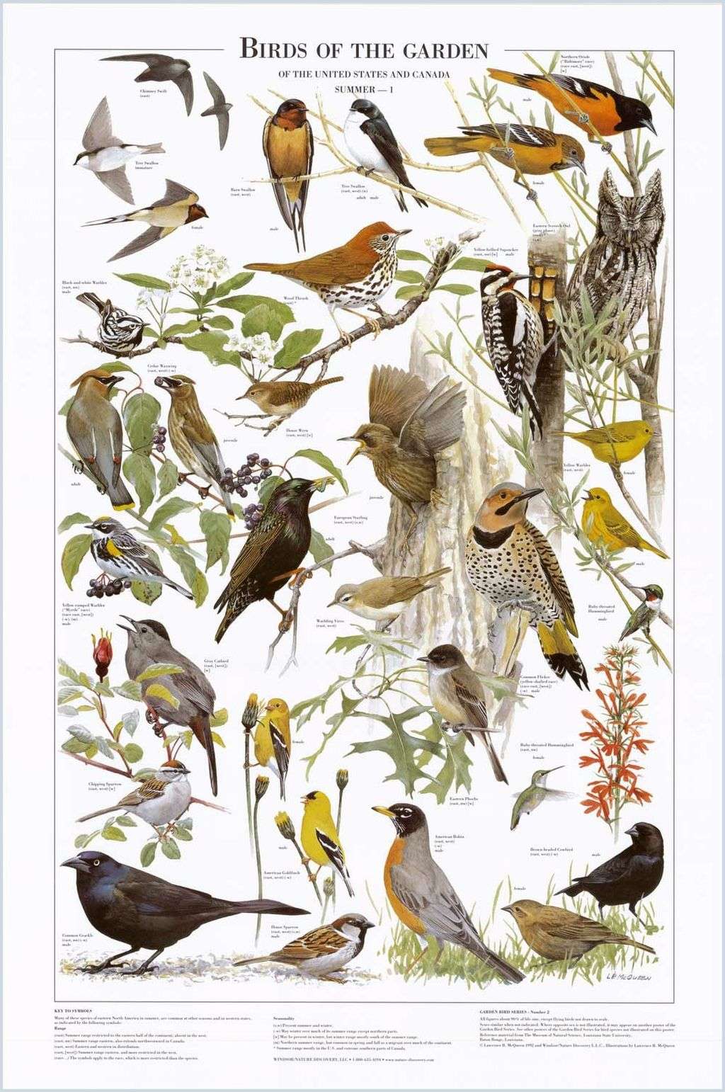 Backyard Bird Chart and Poster Set. Western Garden Bird Species Identi ...