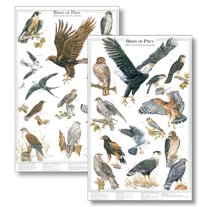 Eagles and Hawks | Birds of Prey Poster Vol. 1 & Vol. 2 mini set 12''x18"