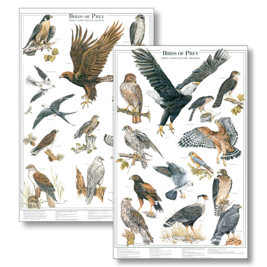 Eagles and Hawks | Birds of Prey Poster Vol. 1 & Vol. 2 mini set 12''x18"