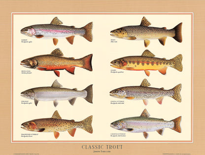 Classic Trout Poster | Identification Chart and Wall Art by Joseph Tomelleri