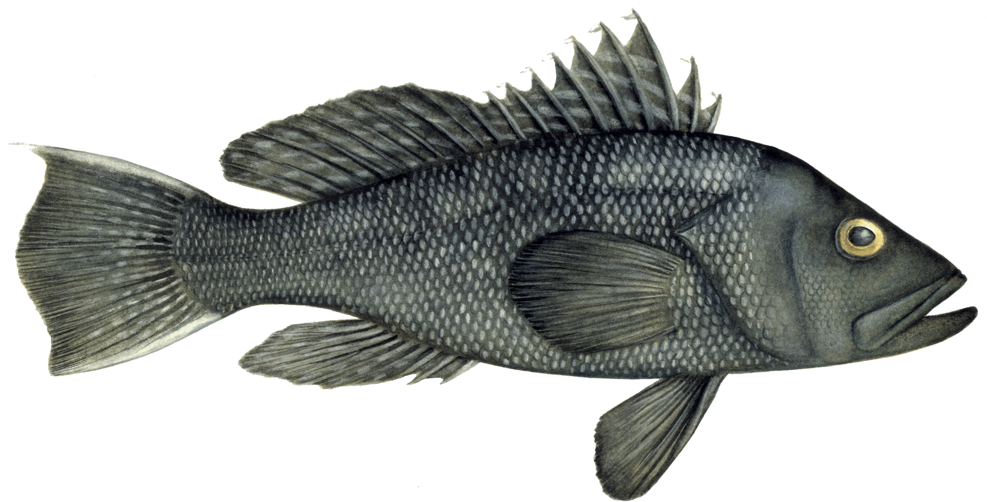 Black Sea Bass Image
