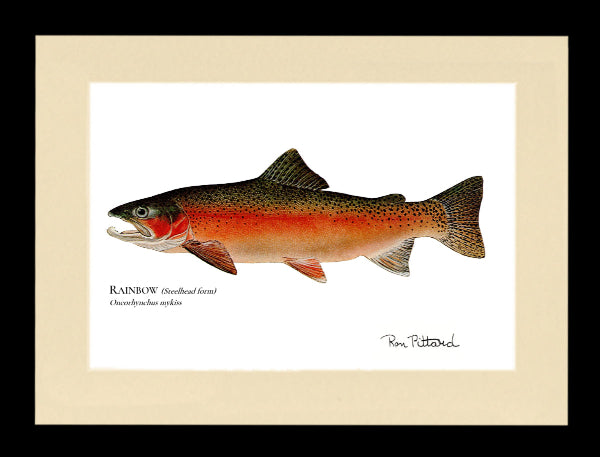 Framed rainbow trout fish print