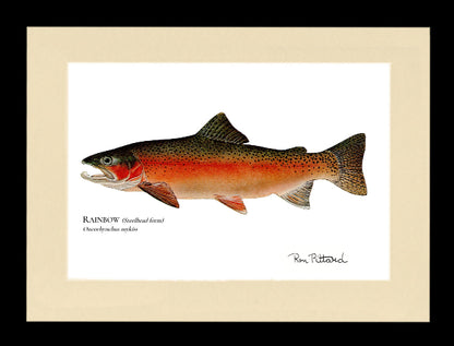 Framed rainbow trout fish print