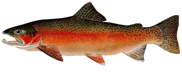Rainbow Trout Magnet - Male
