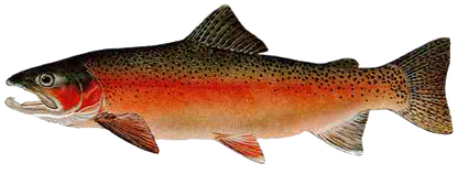 Rainbow Trout Magnet - Male