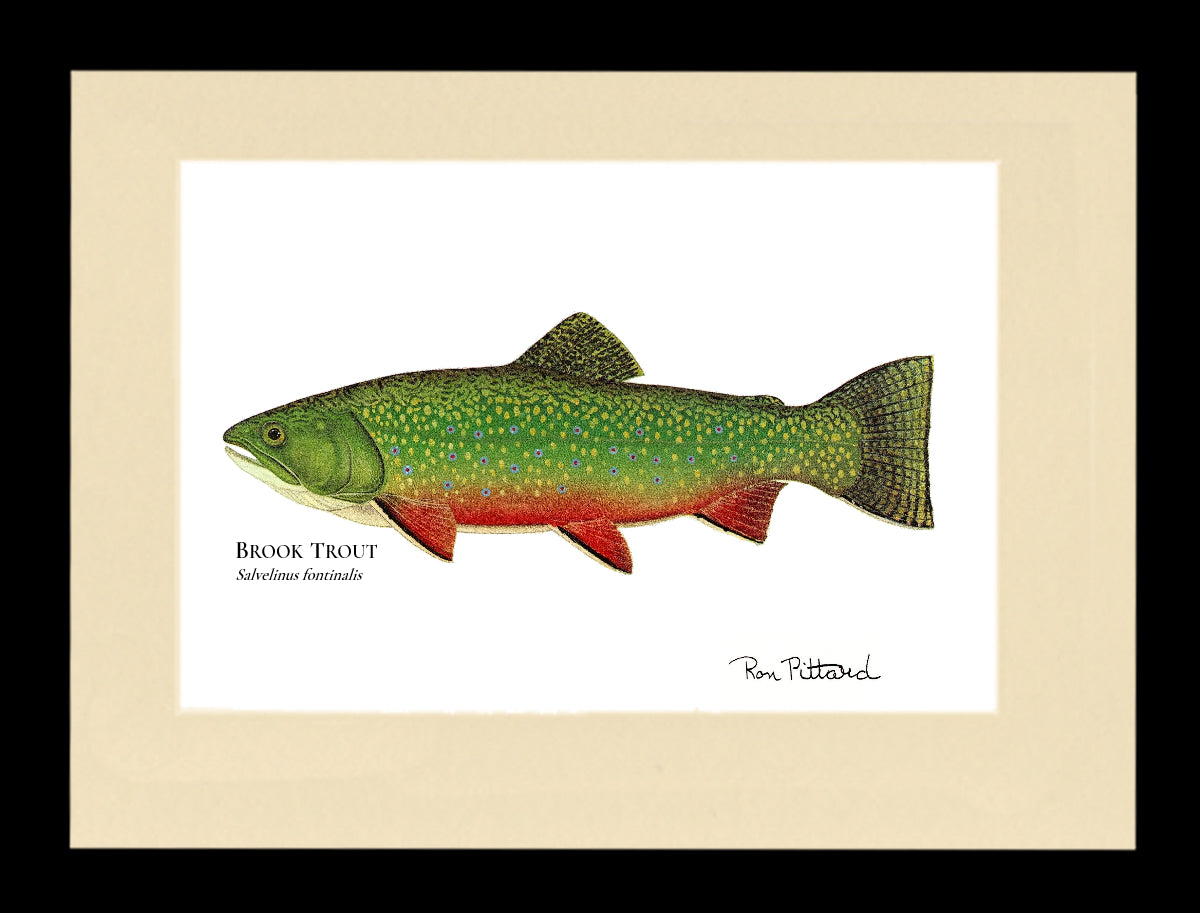 Brook Trout -  Framed and Matted Art Print