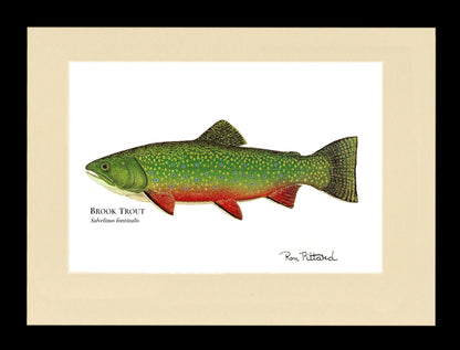 Brook Trout -  Framed and Matted Art Print
