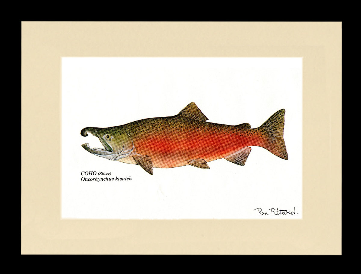 Gamefish Art Prints: Trout, Salmon & Freshwater Species  Matted & framed Wall Decor