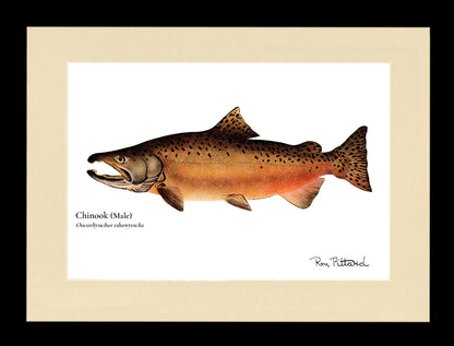 Gamefish Art Prints: Trout, Salmon & Freshwater Species  Matted & framed Wall Decor