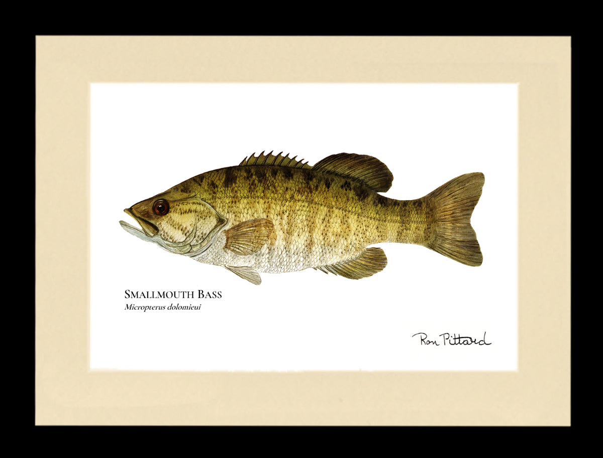Gamefish Art Prints: Trout, Salmon & Freshwater Species  Matted & framed Wall Decor