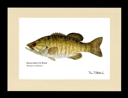 Gamefish Art Prints: Trout, Salmon & Freshwater Species  Matted & framed Wall Decor