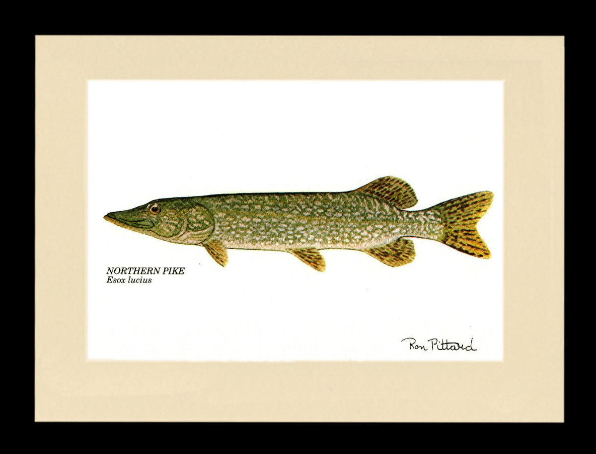 Gamefish Art Prints: Trout, Salmon & Freshwater Species  Matted & framed Wall Decor