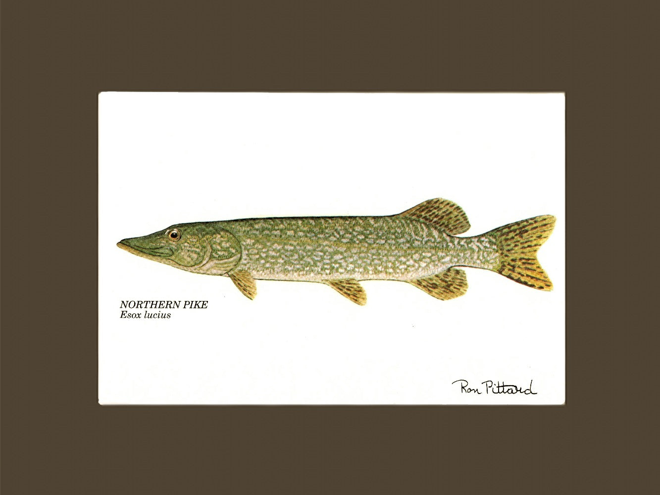 Muskellunge | matted gamefish wall art print | Angler's Decor