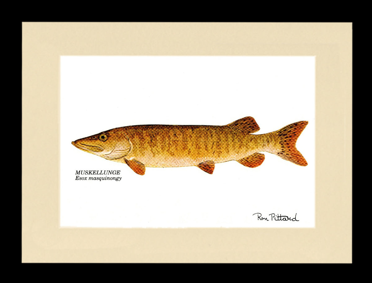 Gamefish Art Prints: Trout, Salmon & Freshwater Species  Matted & framed Wall Decor