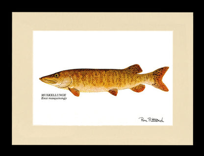 Gamefish Art Prints: Trout, Salmon & Freshwater Species  Matted & framed Wall Decor